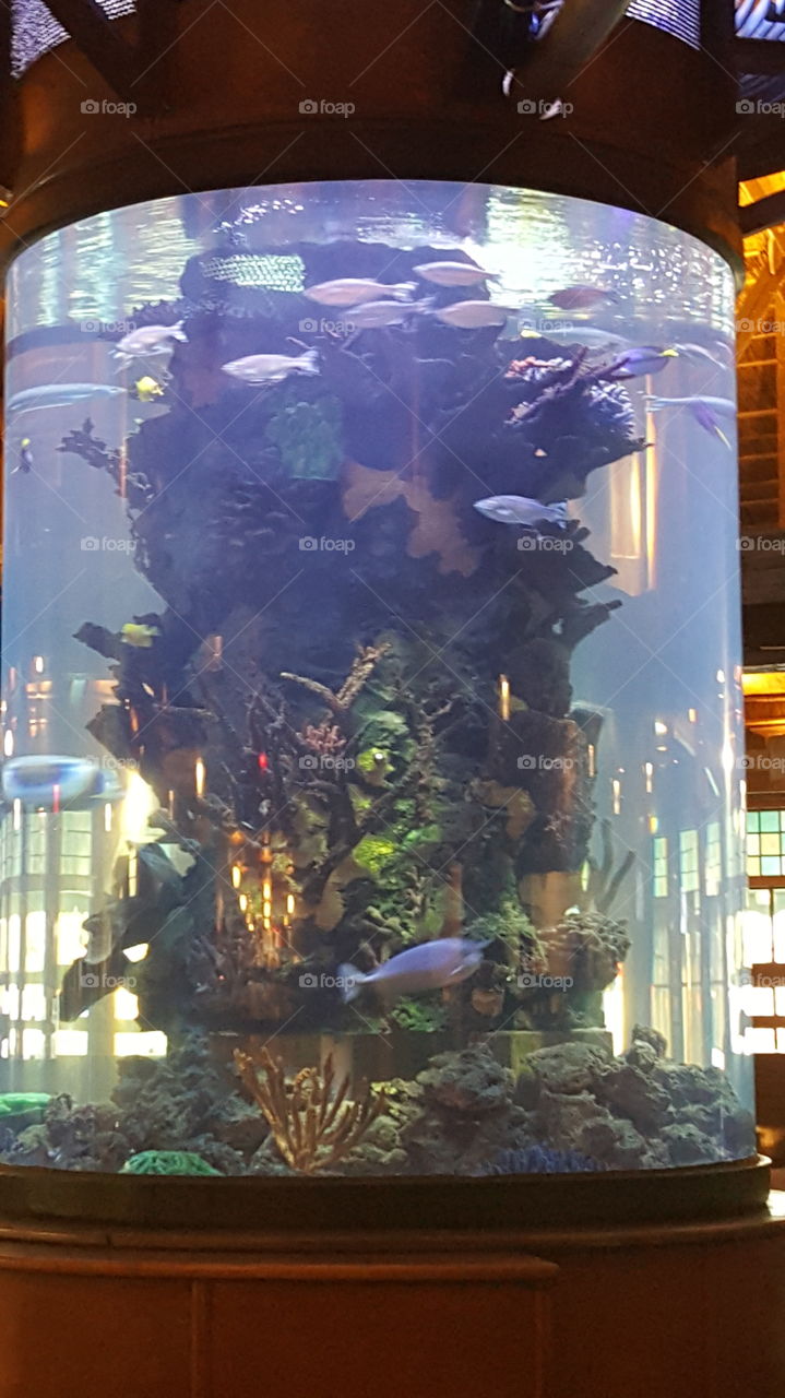 People, Aquarium, Light, Religion, Evening