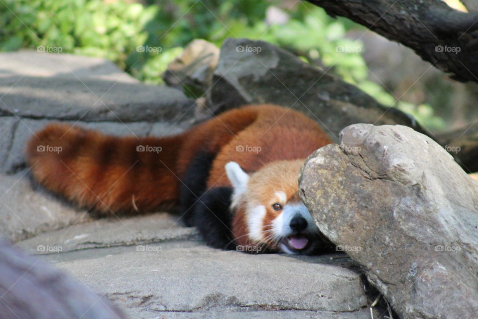 r
hiding red panda