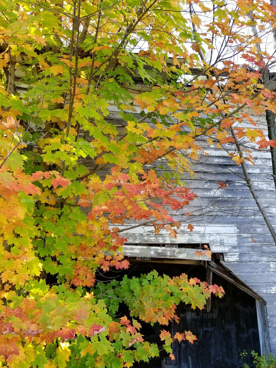 Fall, Leaf, Tree, Season, Maple