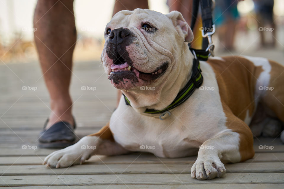 Bulldog camino de la playa