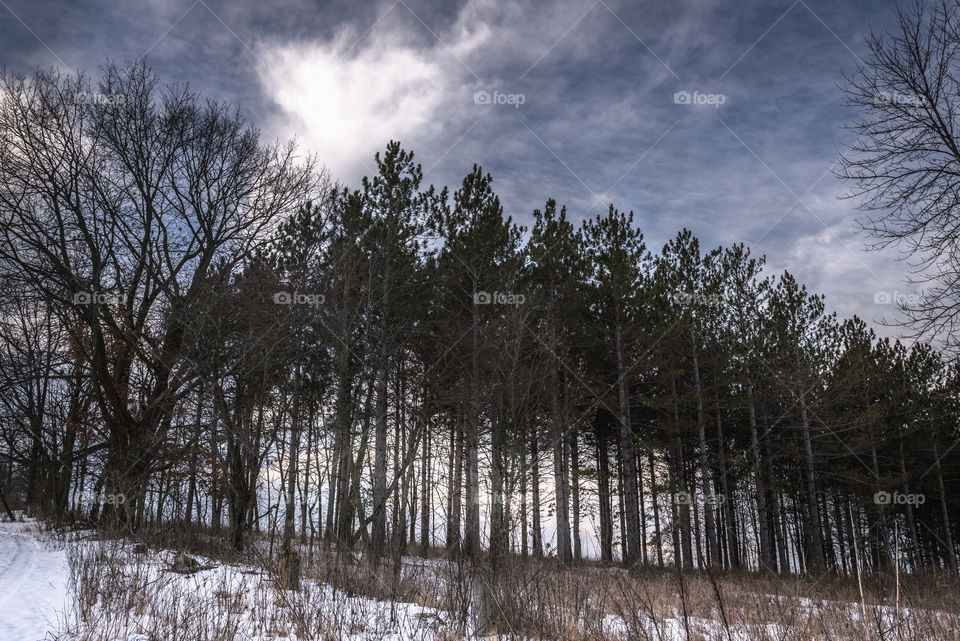 Row of Pine Trees in Snowy Wisconsin