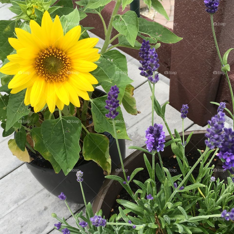 Sunflower lavender