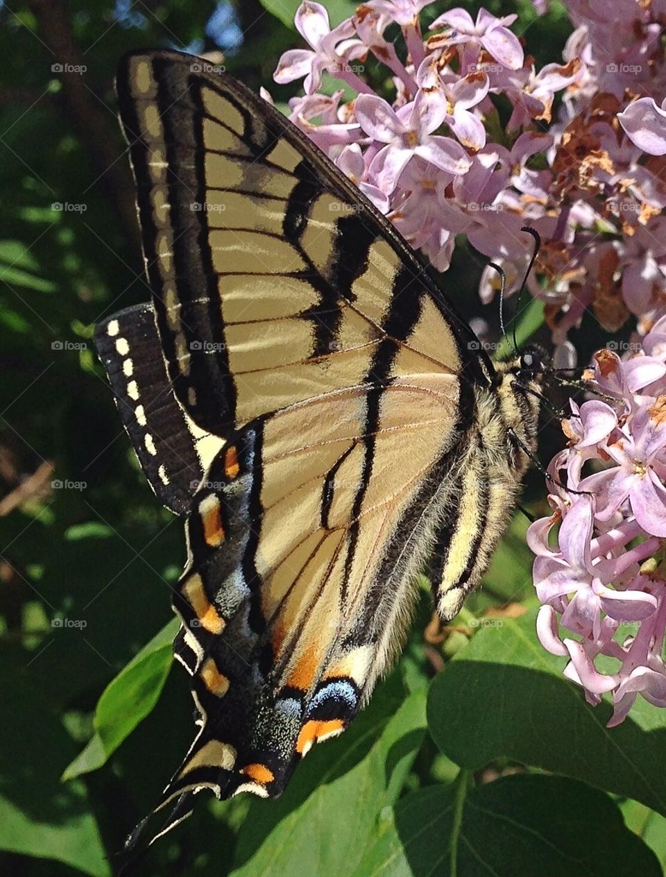 Yellow Butterfly 