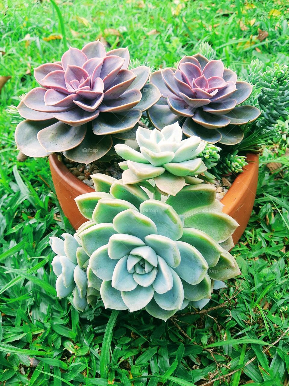 beaultiful succulents