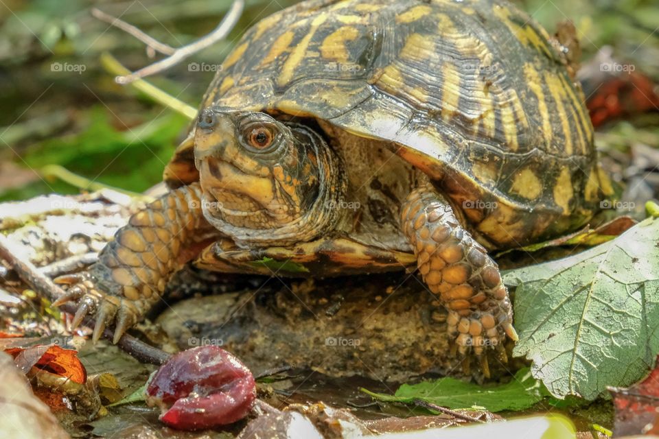 A disgruntled eastern box turtle is not happy having his muscadine meal interrupted. In the forest at Yates Mill County Park in Raleigh, North Carolina.