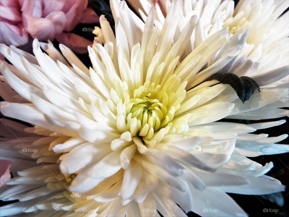 A white chrysanthemum