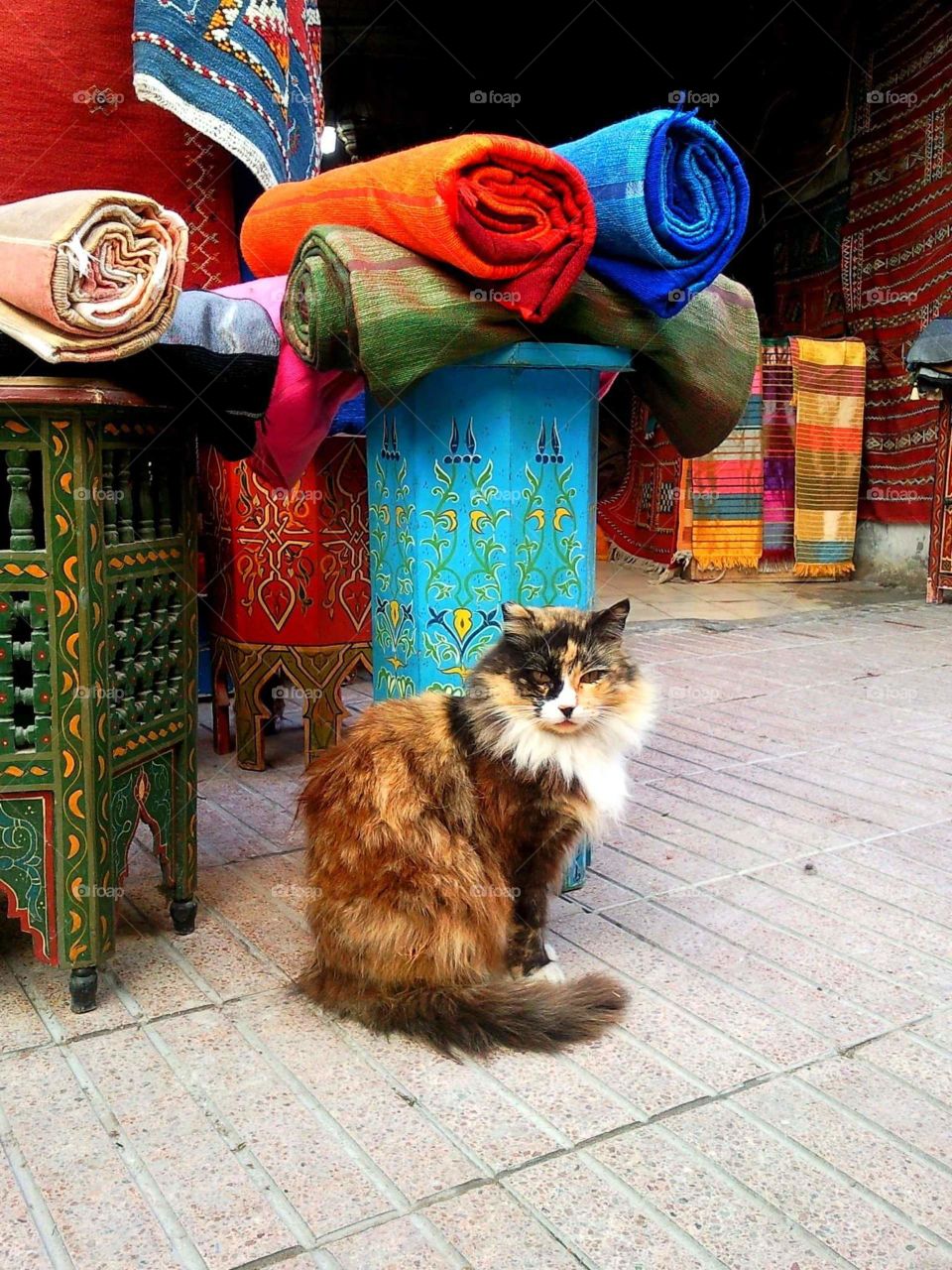 cat with traditional moroccan rugs