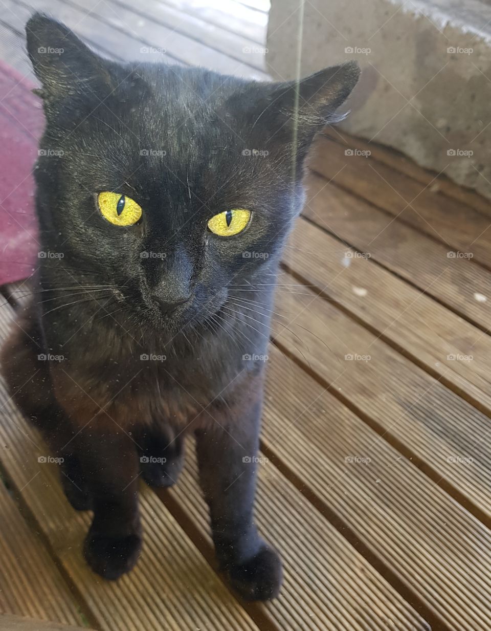 Jedi my beautiful black cat caught the big yellow eyes with my flash. A very active Tom cat fights and mates all night long.
