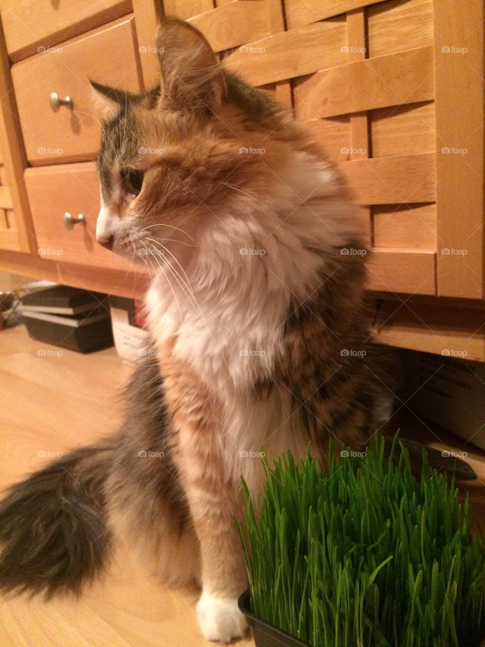 Cat grass