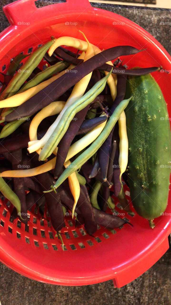 Garden harvest of pole beans and cucumbers from organic garden!