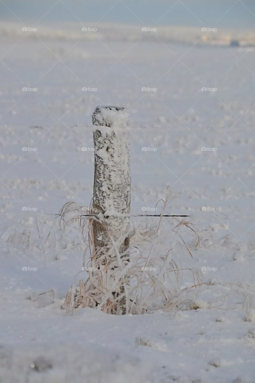 Post Frost