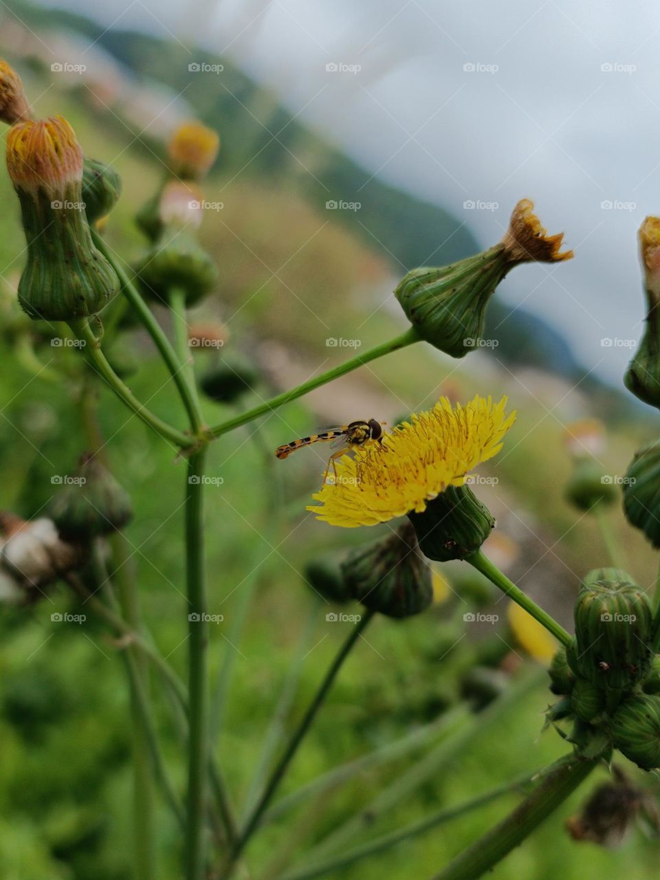 Eastern calligrapher