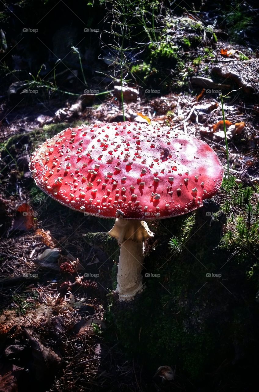 Fly agaric