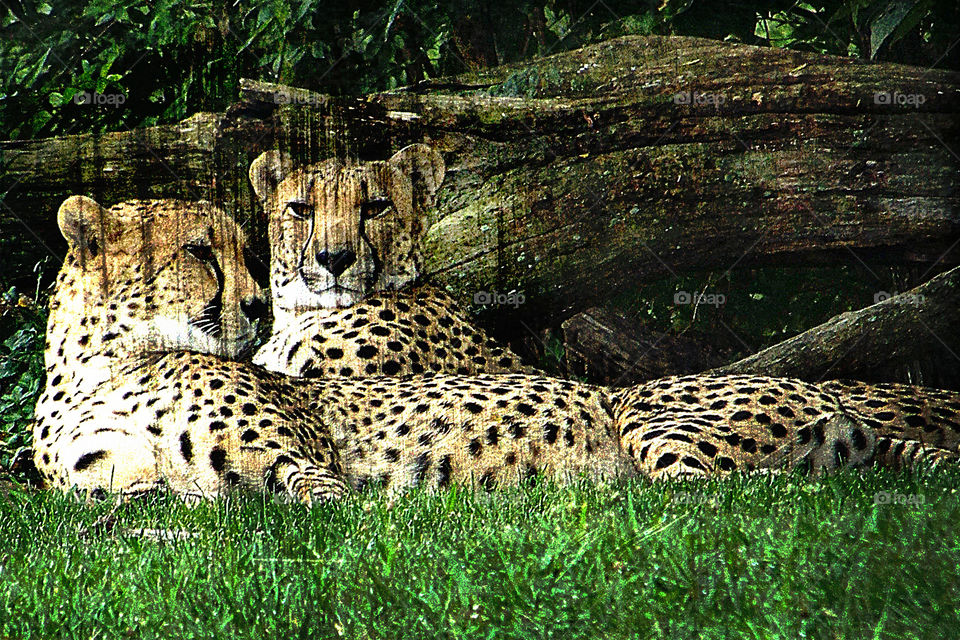 Cheetahs Lounging by Log. l took this photo of two cheetahs at the Kansas City Zoo and added a grunge effect.