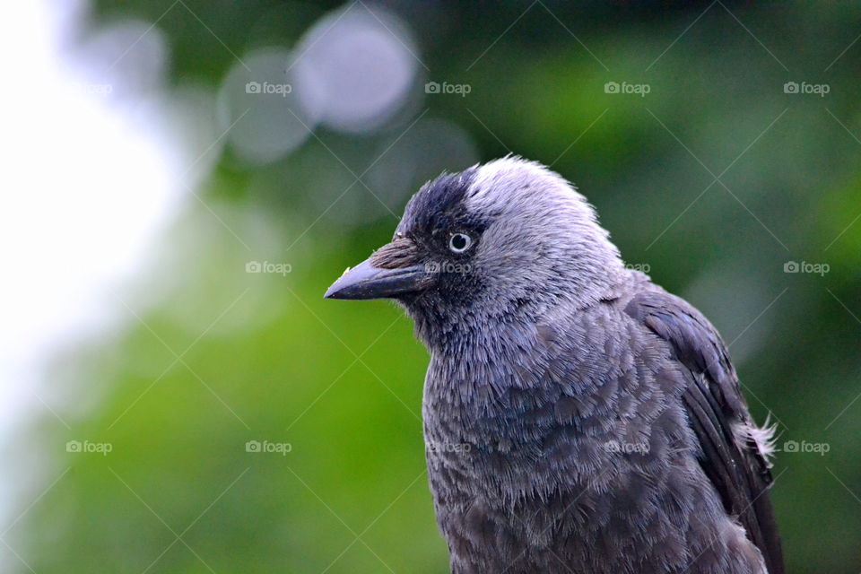 Jackdaw