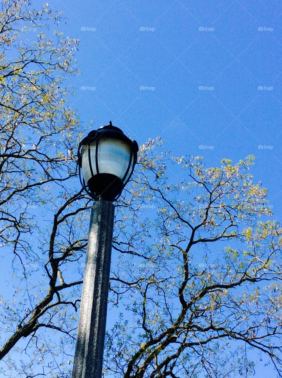  Lamppost 
