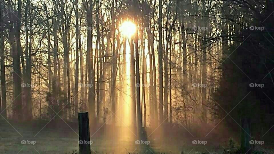 Fog curtain in through the trees in the sunrise