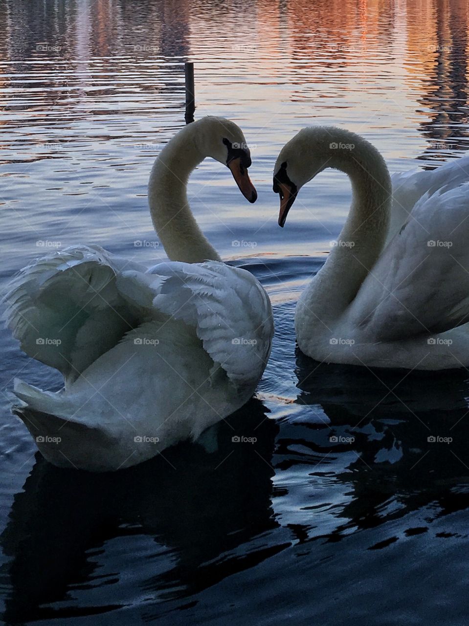 Swans