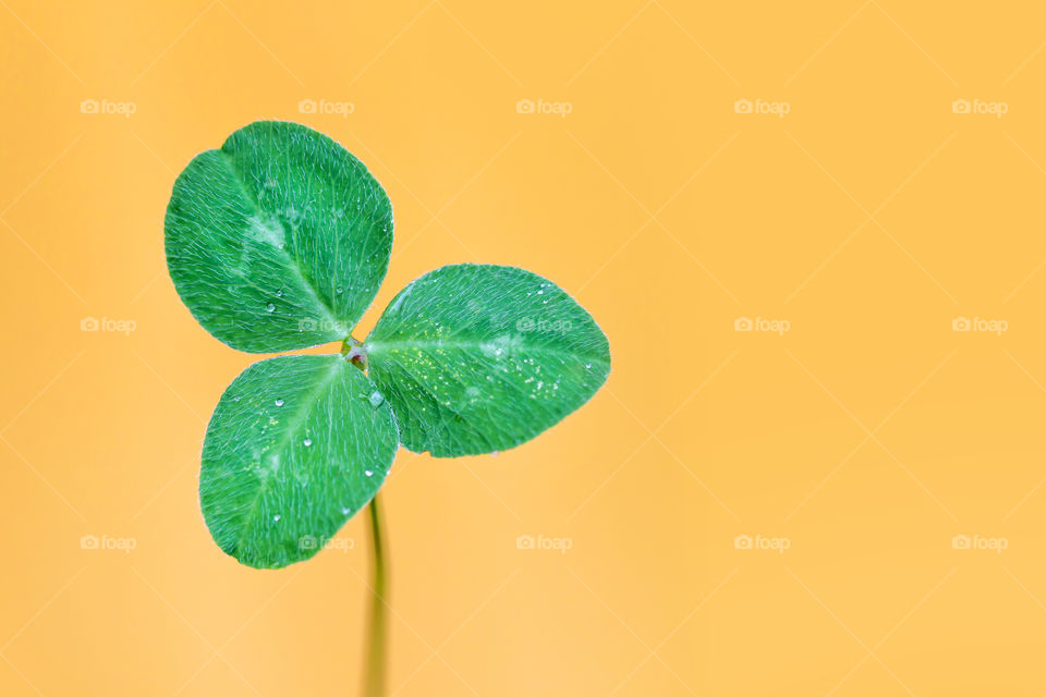 Clover leaf on bright yellow backgound