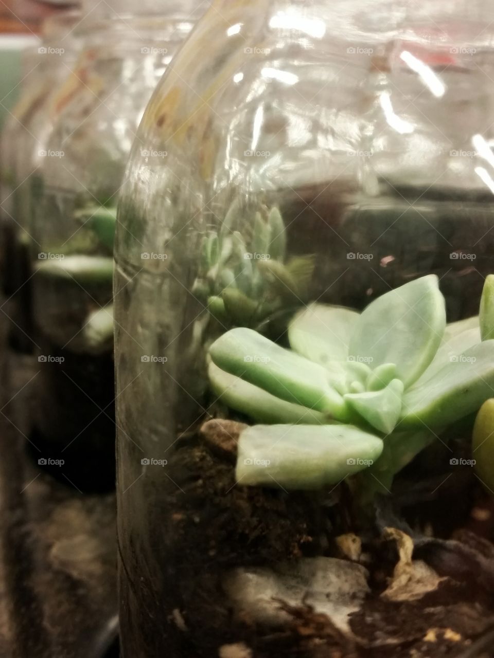 Succulent in a Jar