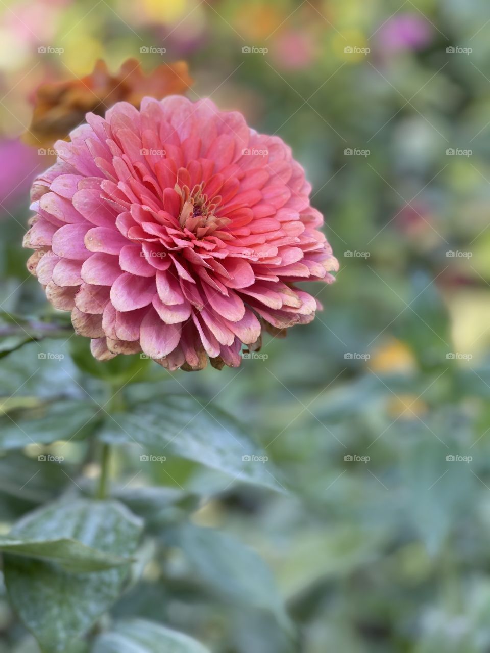 Dahlia