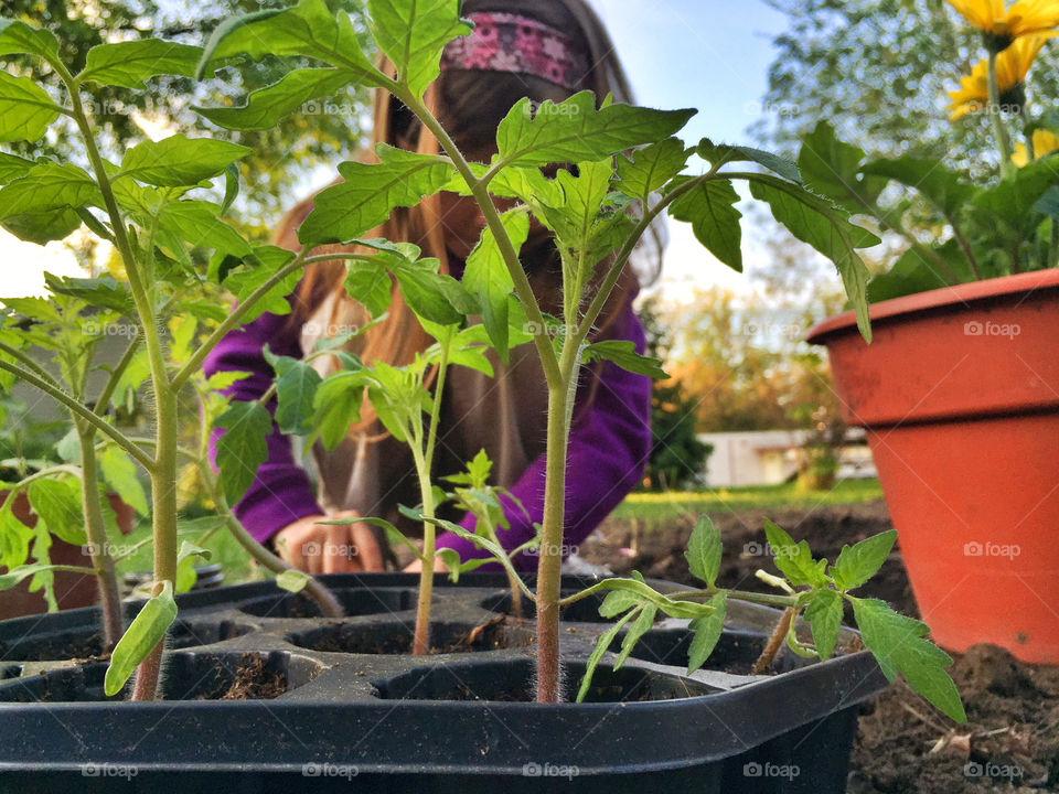 Tiny Tomato Garden