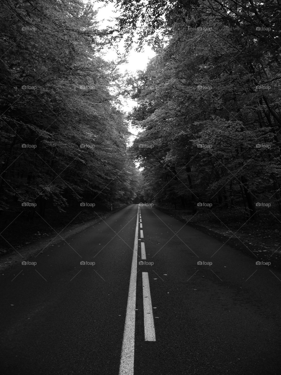 Black and white shot of road amidst trees in Wolin, Poland.