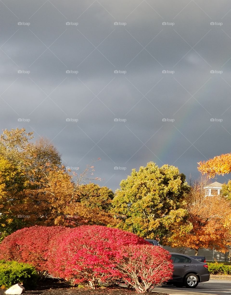 Cape Cod colors of Fall. In front of the dark rain clouds, is a rainbow, which adds one more element of beauty to the autumn colors of the fire bush, and sugar maple trees, spotlighted by the sun breaking through the storm clouds.