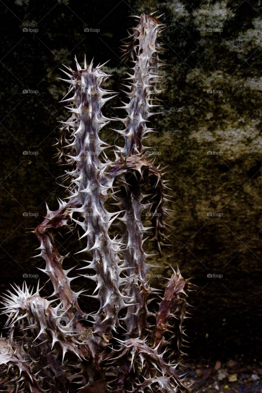 Cactus photography 