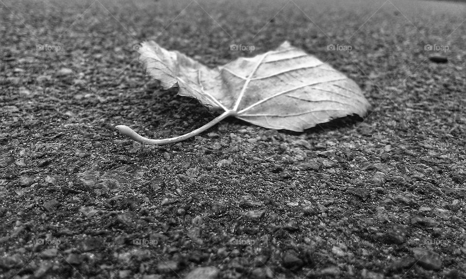 black and white photo of an autumn leaf on the pavement