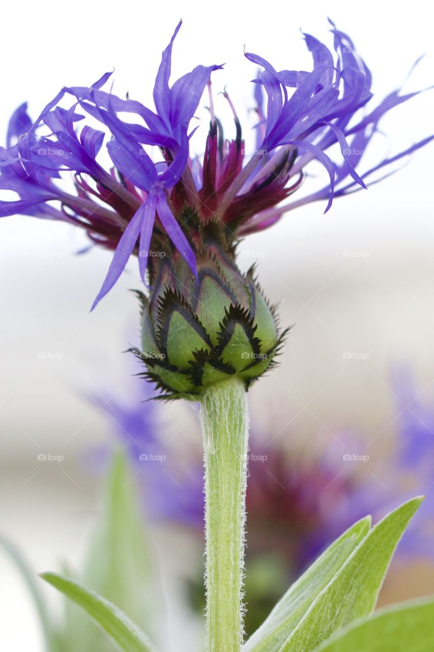 Violet cornflower blooming at outdoors