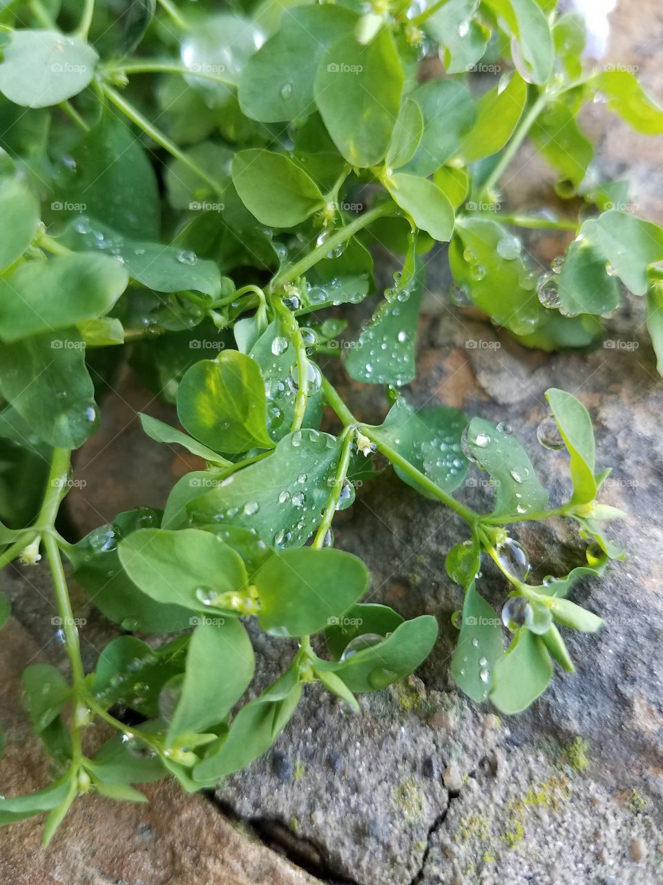 Dew, Leaves, & Brick