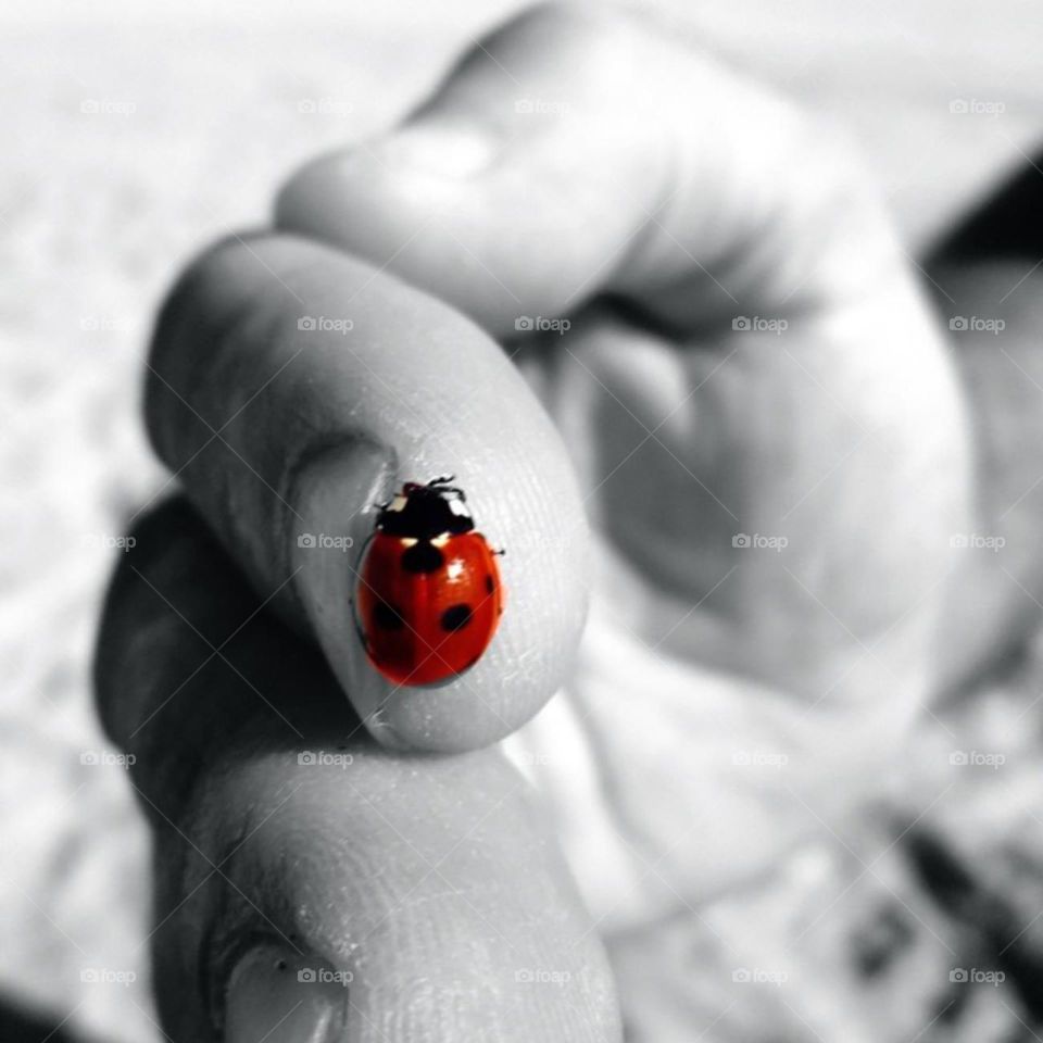 ladybug