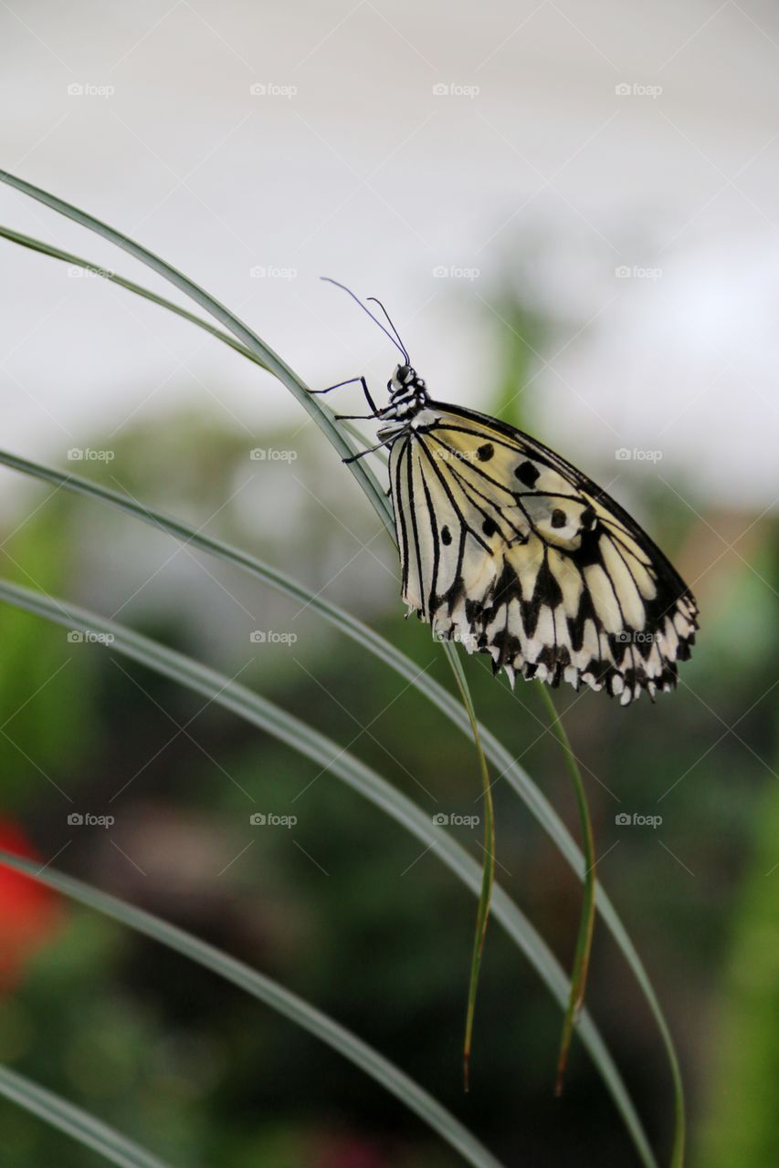 This beautiful butterfly has the appearance of lace with its creamy whites and black details, wings closed resting on a blade of grass 