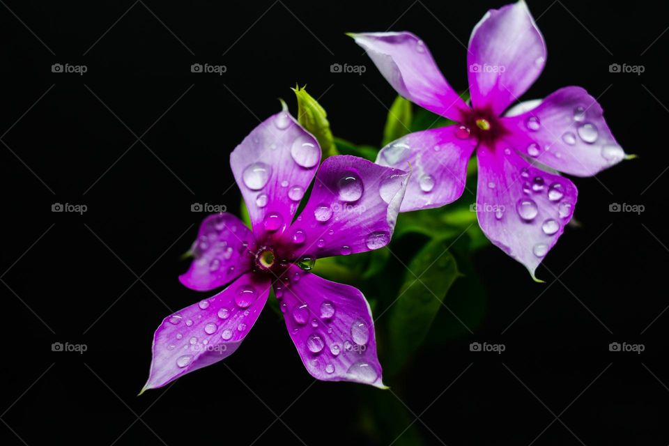 water drops in flowers