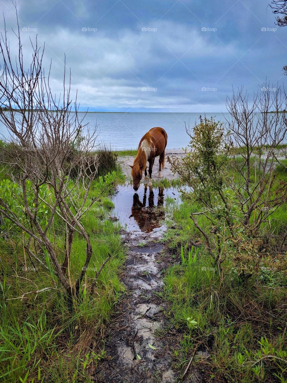 Wild horse on Assateague Island drinking while looking at her reflection