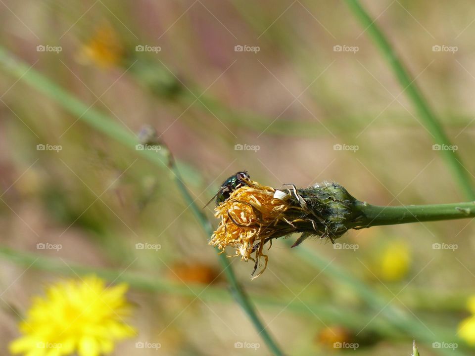 Fly Basking in the Sunlight Amidst the Overgrown Wildlife