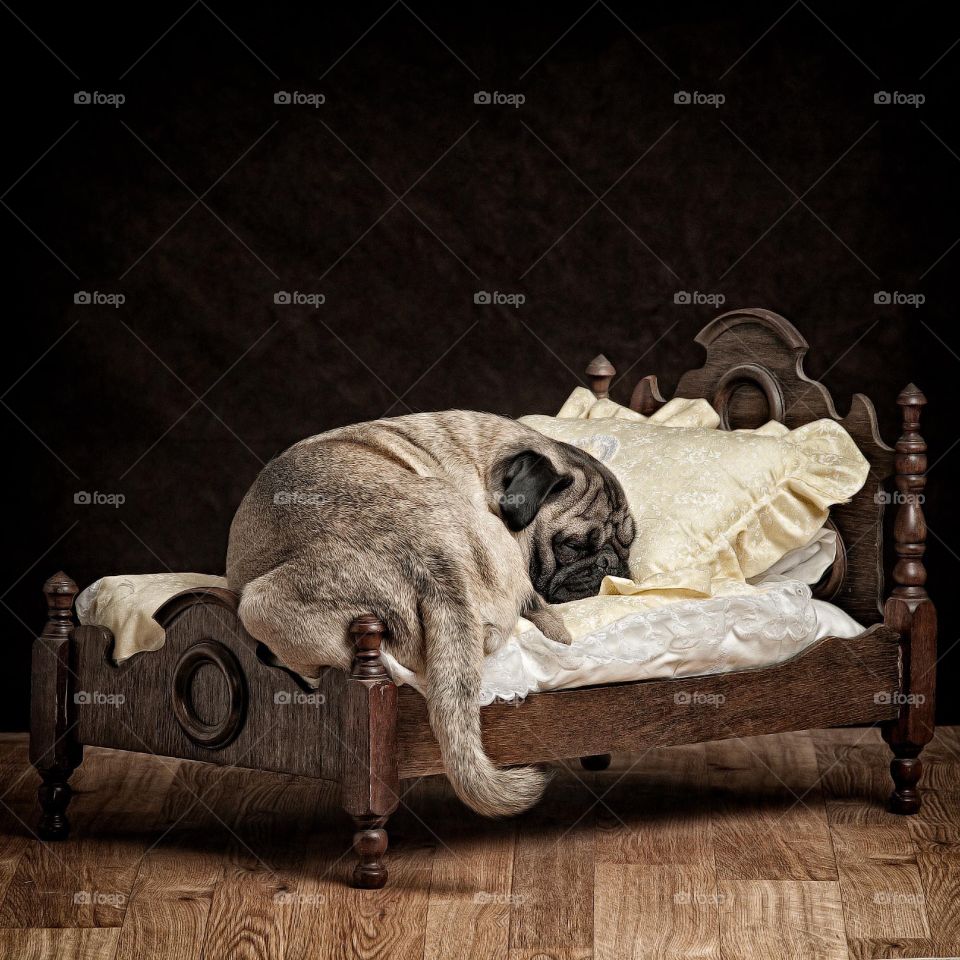 Sleeping on a pug size bed. 
