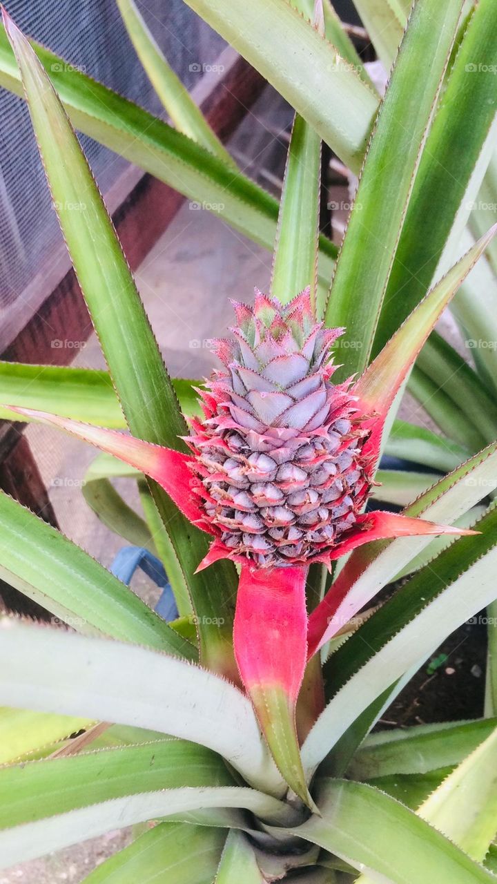 Pineapple Plant