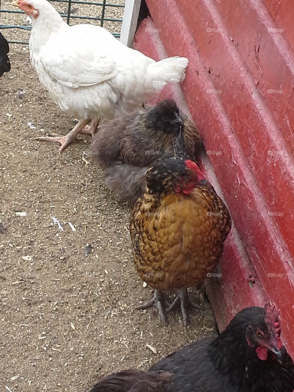 Chicken huddle