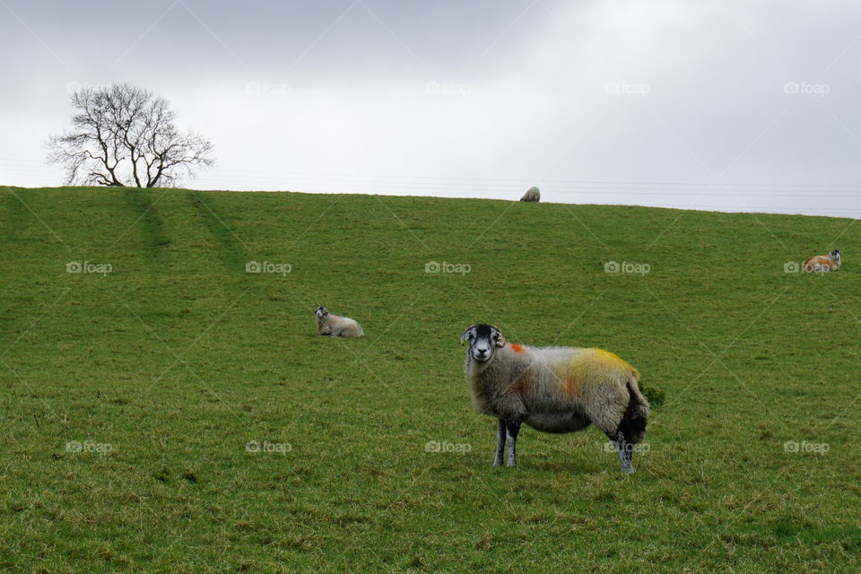 Sheep with colourful identification markings in the English countryside 