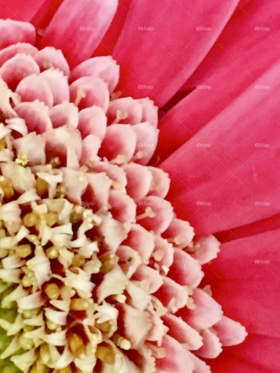 Pink flower Close-up