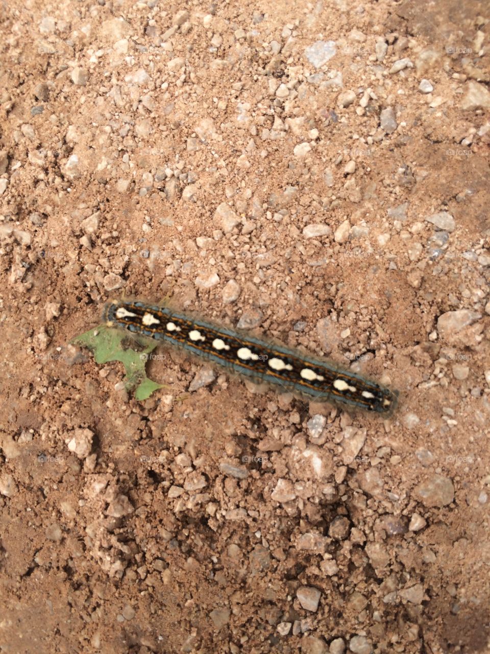 Caterpillar making his way across the ground crawling along. 