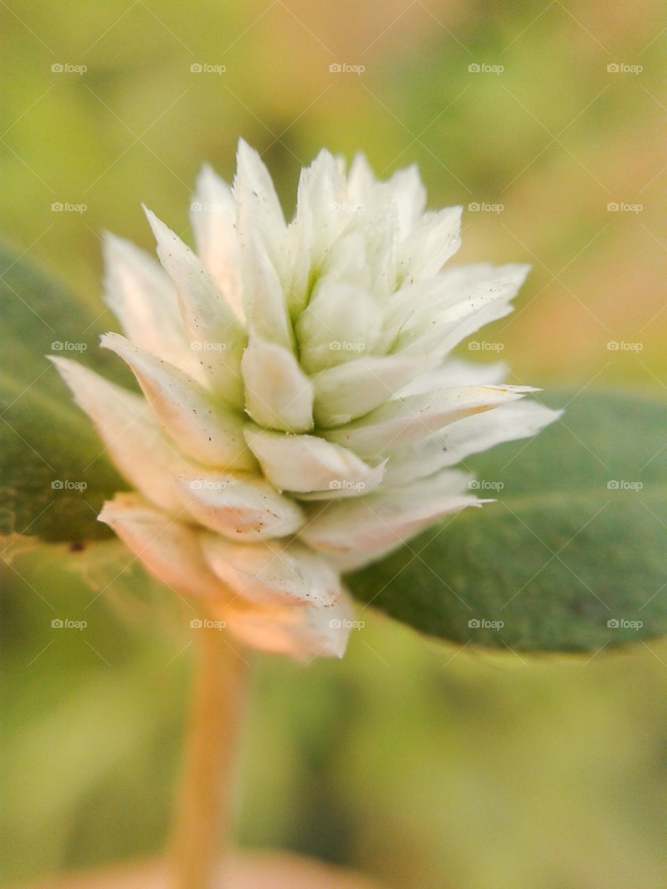 grass flower. grass flower macro