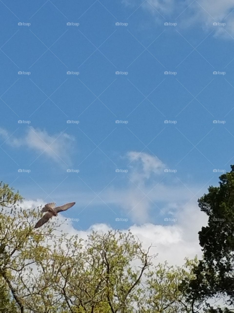 Sherwood Forest Faire pic set