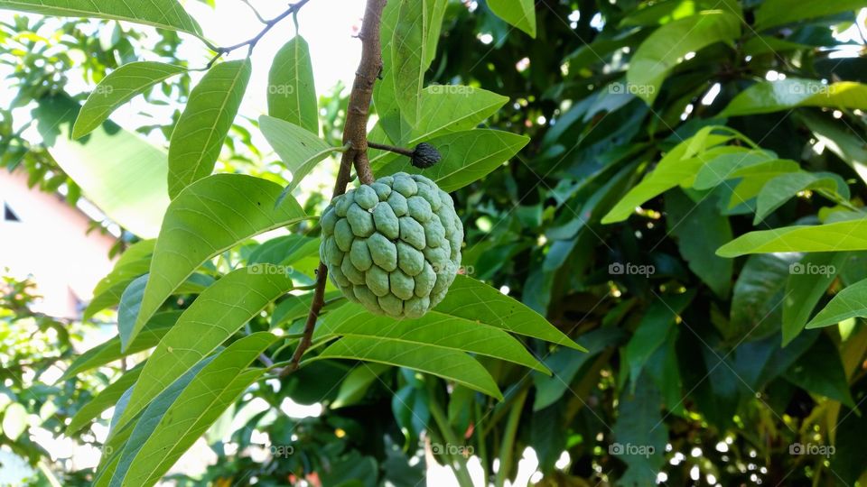 srikaya fruit