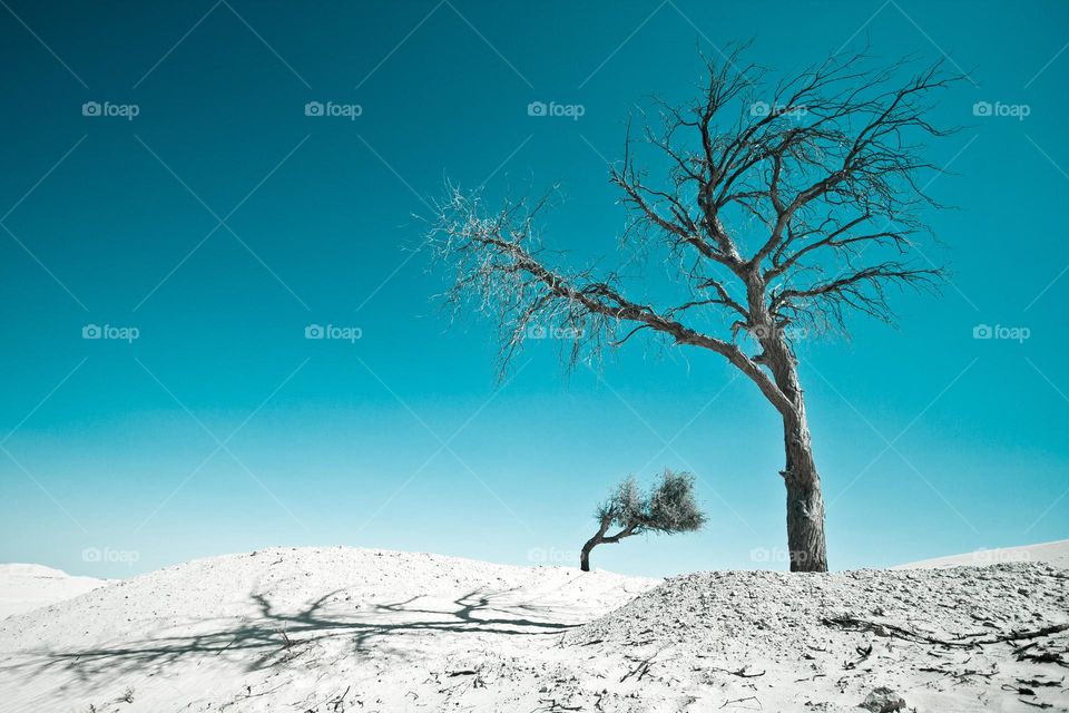 Desert scene with dead trees