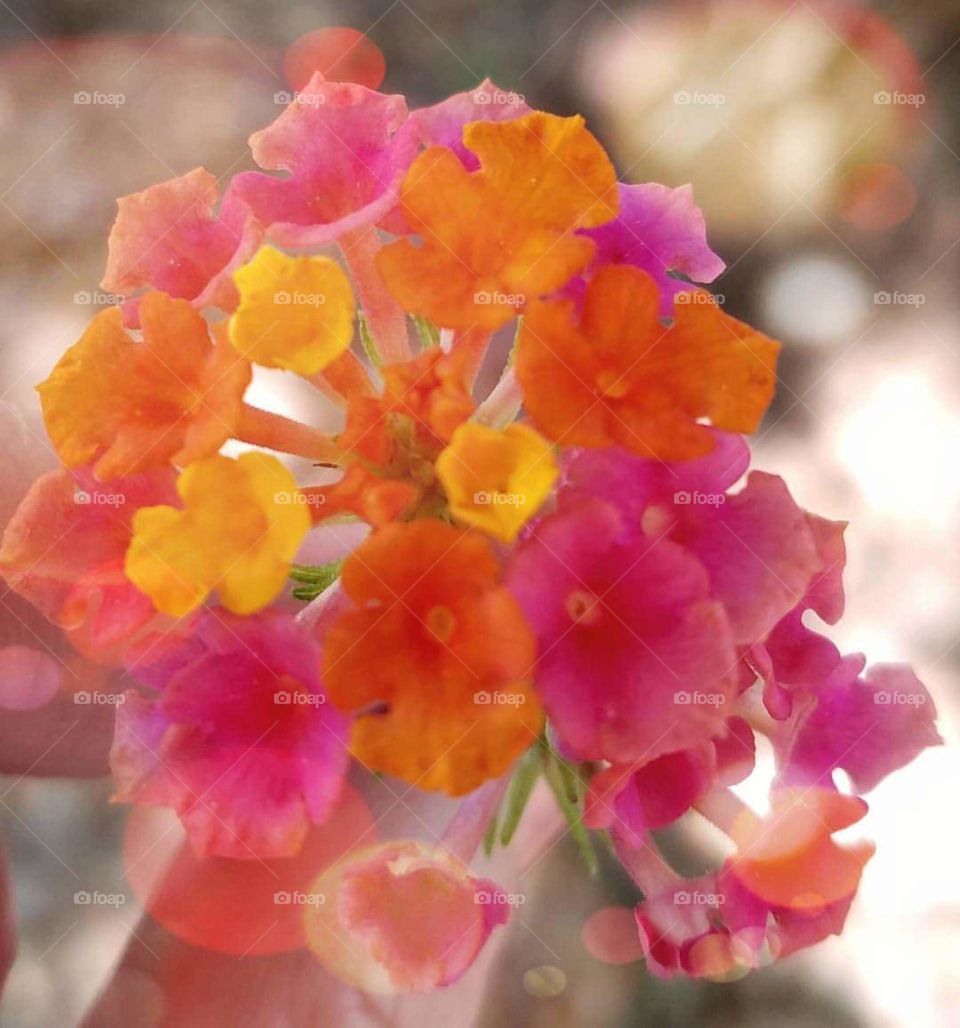 Pink and orange bouquet of flowers.