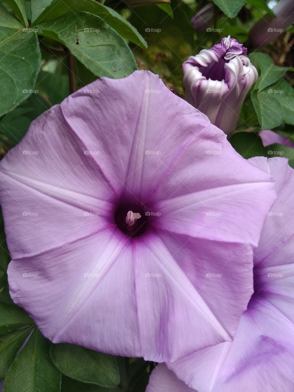 beautiful flower in garden