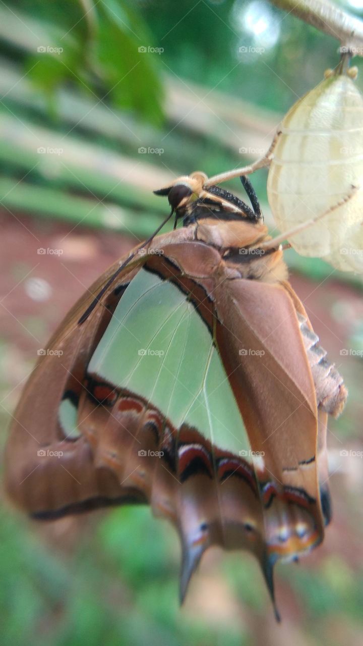 The butterfly that is still perched on the cocoon